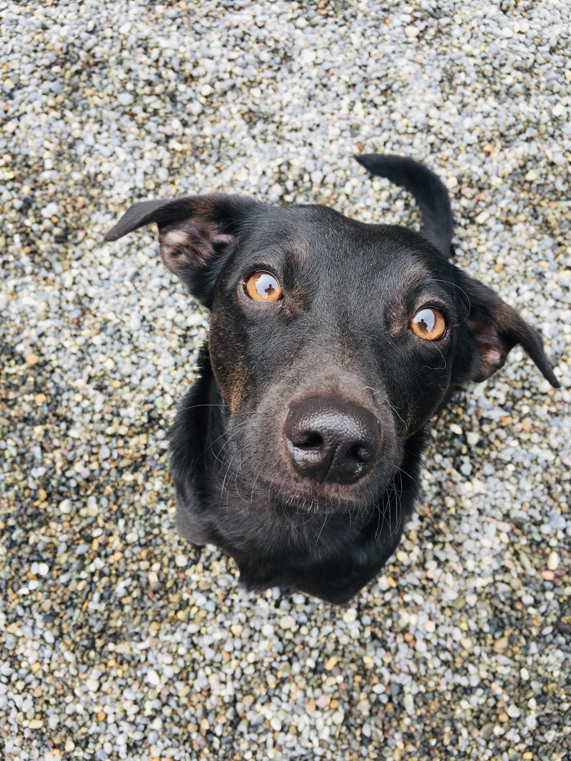 Application Play Doggie Daycare Seattle, WA